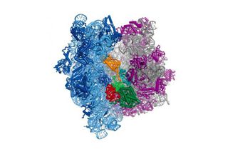 The protein-making ribosome in bacteria