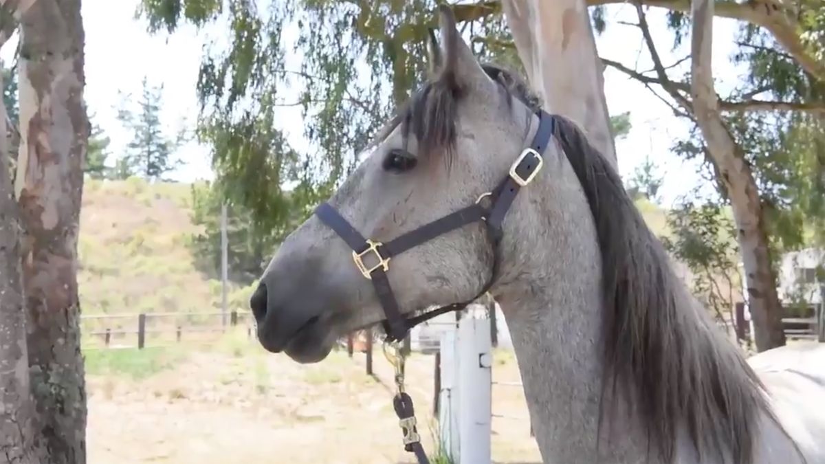 US Space Force hires a horse to boldly go where rockets can't. (The beach)