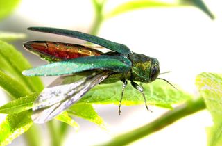 Emerald ash borer