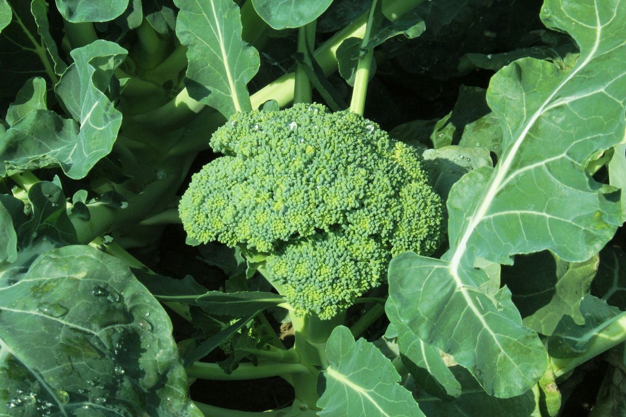 Green Goliath Broccoli