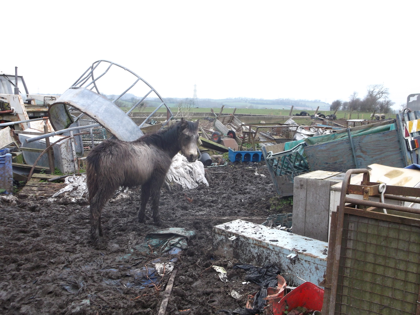 HorseWorld 2