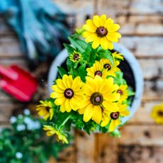 Yellow potted flower