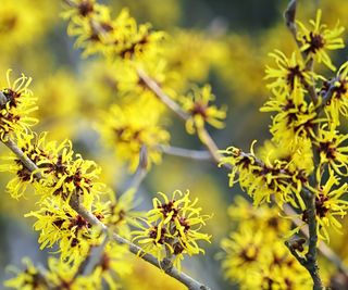 Vernal witch hazel, Hamamelis vernalis, with yellow blooms in a border