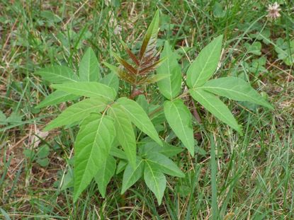 Tree Of Heaven Plant