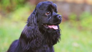 Close up of American Cocker Spaniel