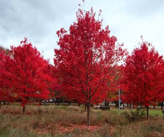 Three maple trees with bright red leaves