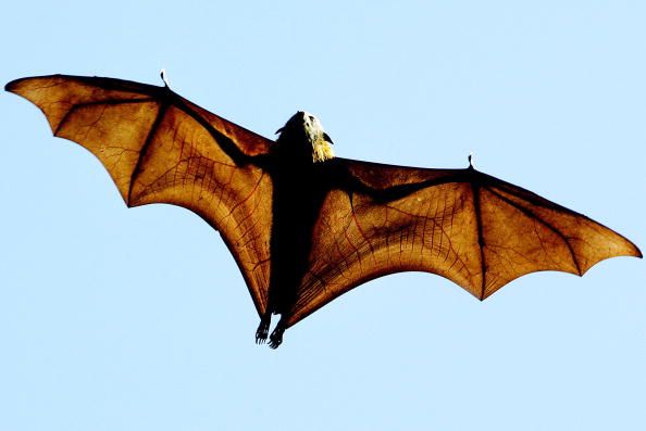 A grey-headed Flying Fox.