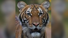 A 4-year-old Malayan tiger named Nadia has been infected with the coronavirus that causes the COVID-19 disease.