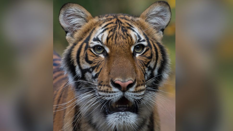 Bronx Zoo tiger infected with COVID-19