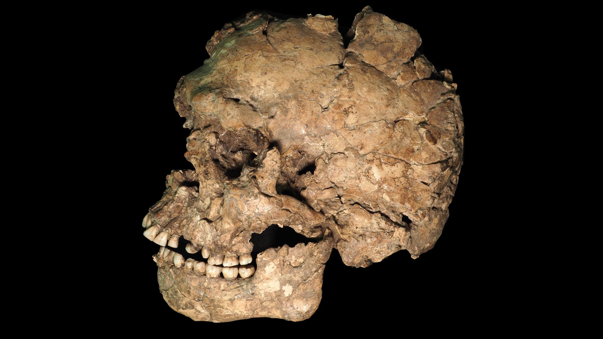 a left-side view of an ancient human skull