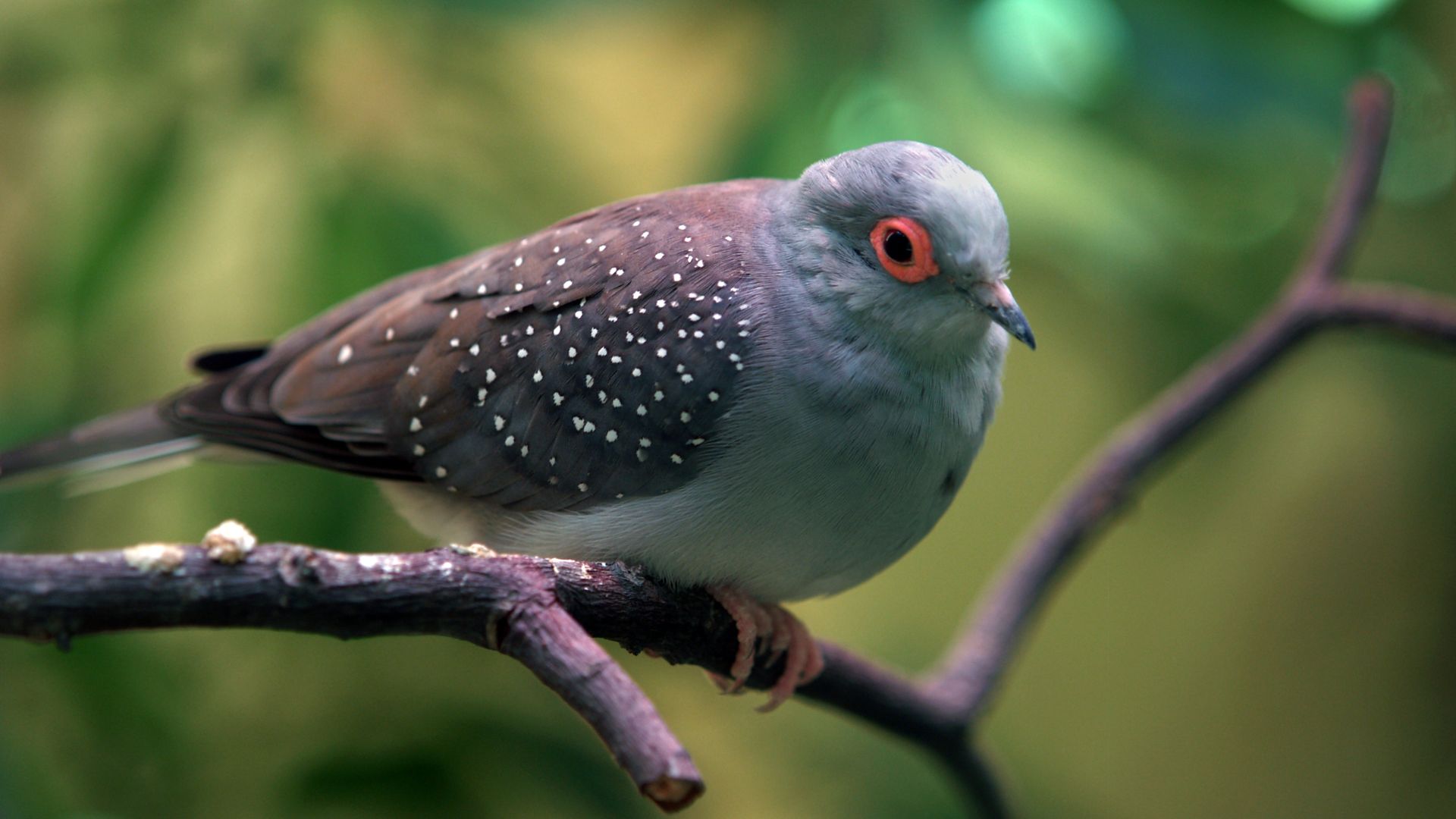 spotted diamond dove