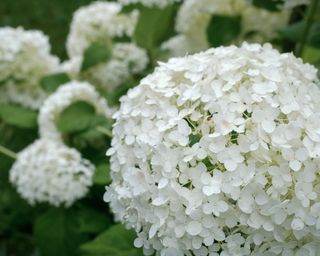 White flowers of Hydrangea arborescens ‘Annabelle’