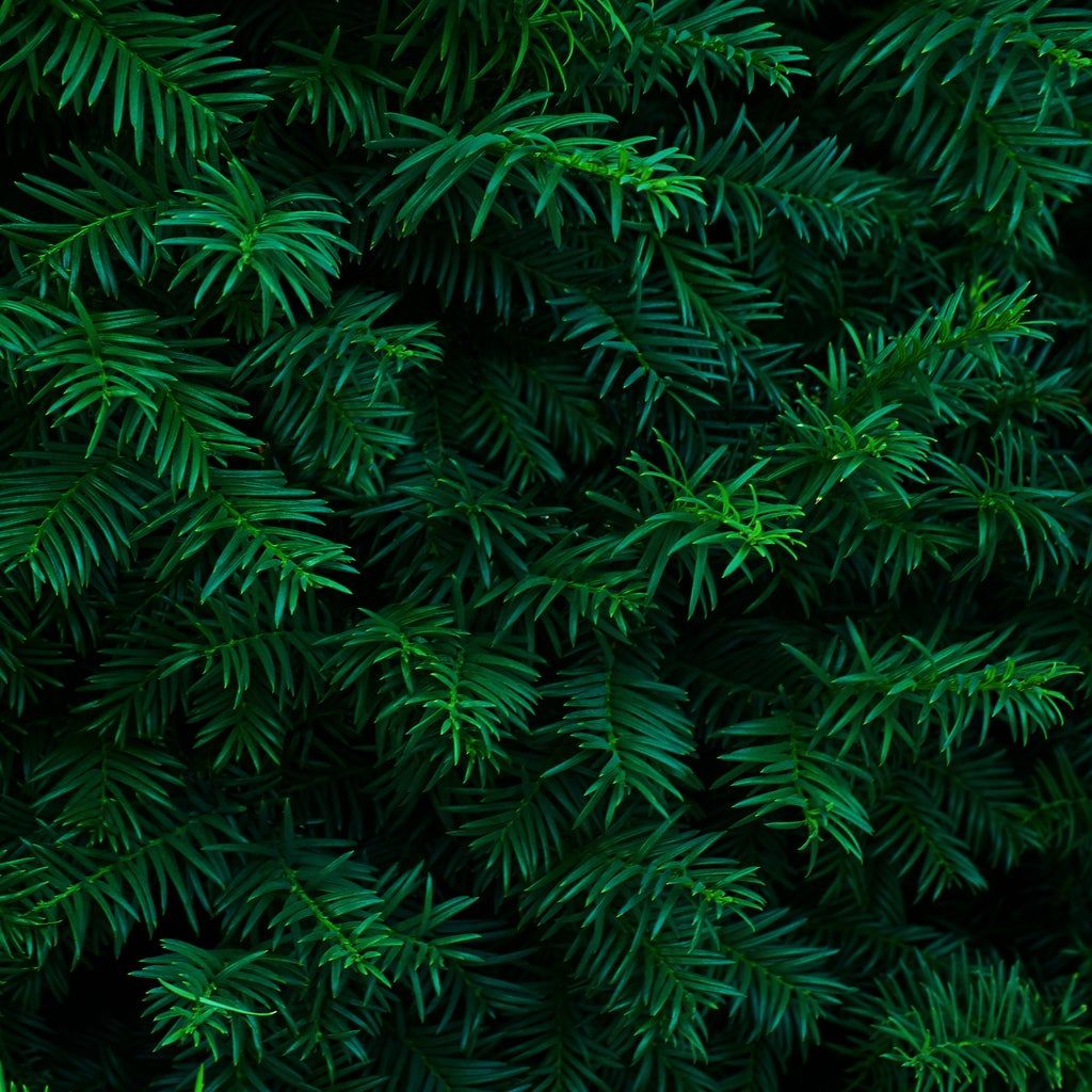 Evergreen Plant