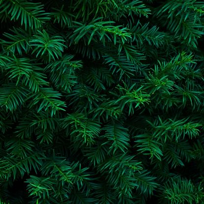 Evergreen Plant Care – Tips For Identifying And Growing Evergreens |  Gardening Know How