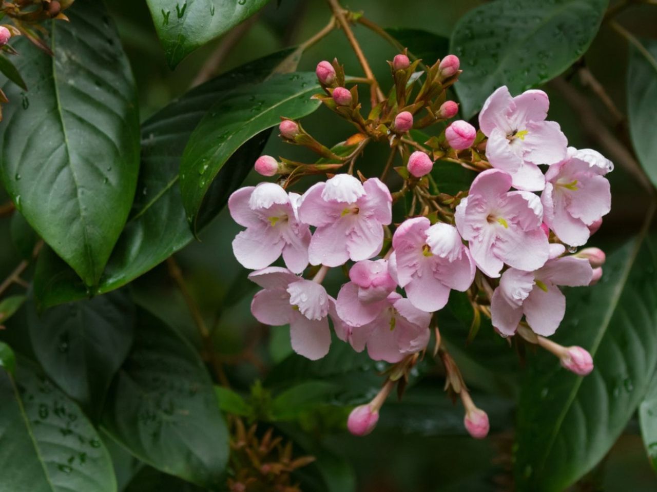 Light Pink Flowering Luculia Plants