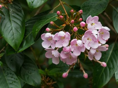 Light Pink Flowering Luculia Plants