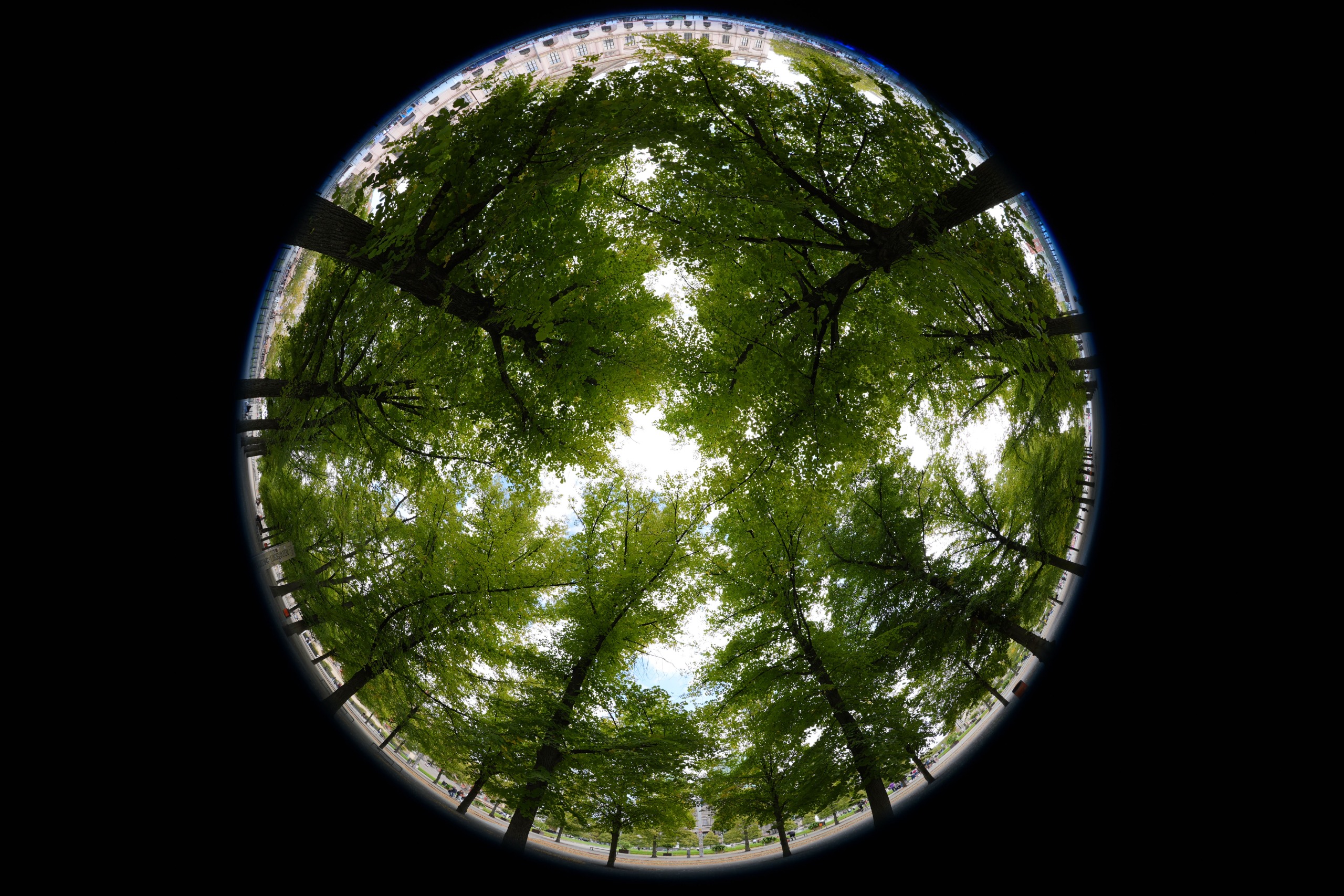 Circular fisheye view looking straight up into a canopy of green trees, with trunks and branches curving around the frame.