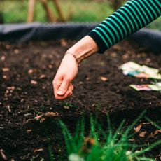 A hand in a striped shirt sowing seeds outdoors in a raised bed