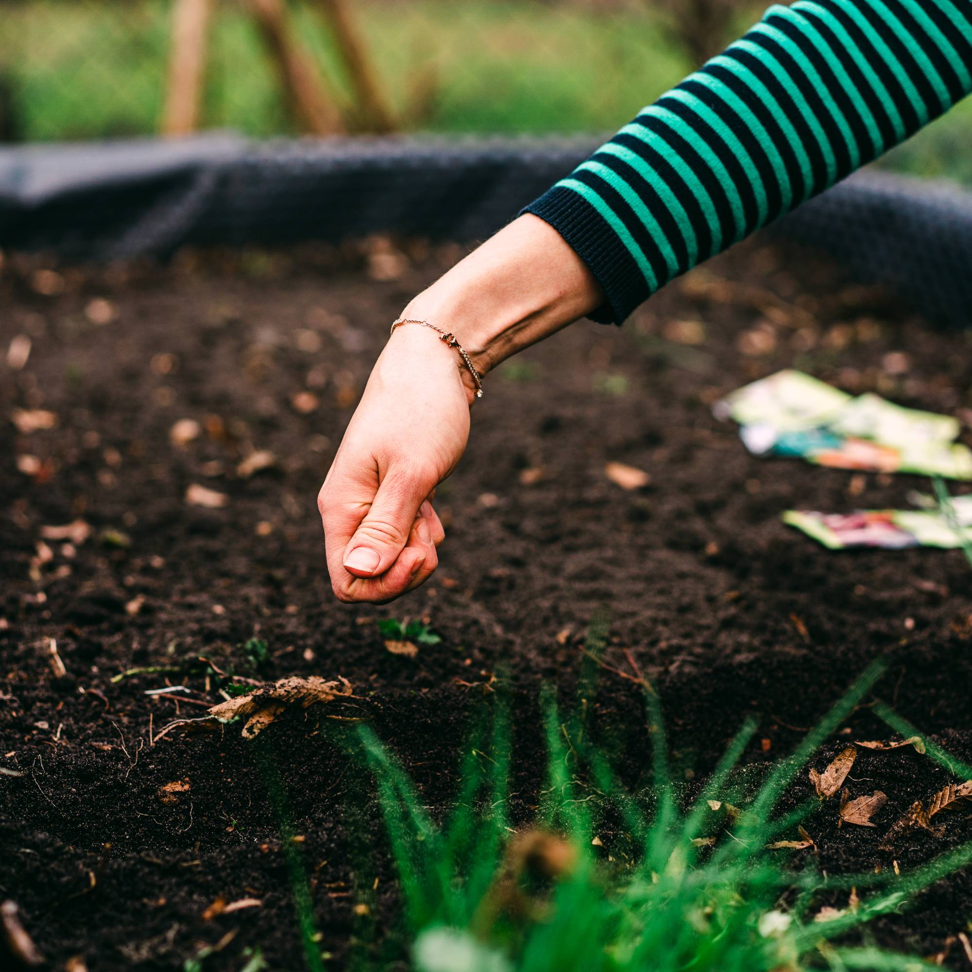 A hand in a striped shirt sowing seeds outdoors in a raised bed