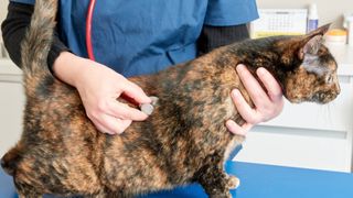 cat at vet