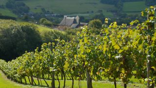 Castlewood Vineyard in Axe Valley, Devon