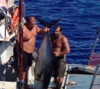 Hawaiian fisherman Anthony Wichman was nearly killed while catching this 230-pound Ahi tuna. 