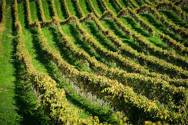 abbatucci vineyard, corsica