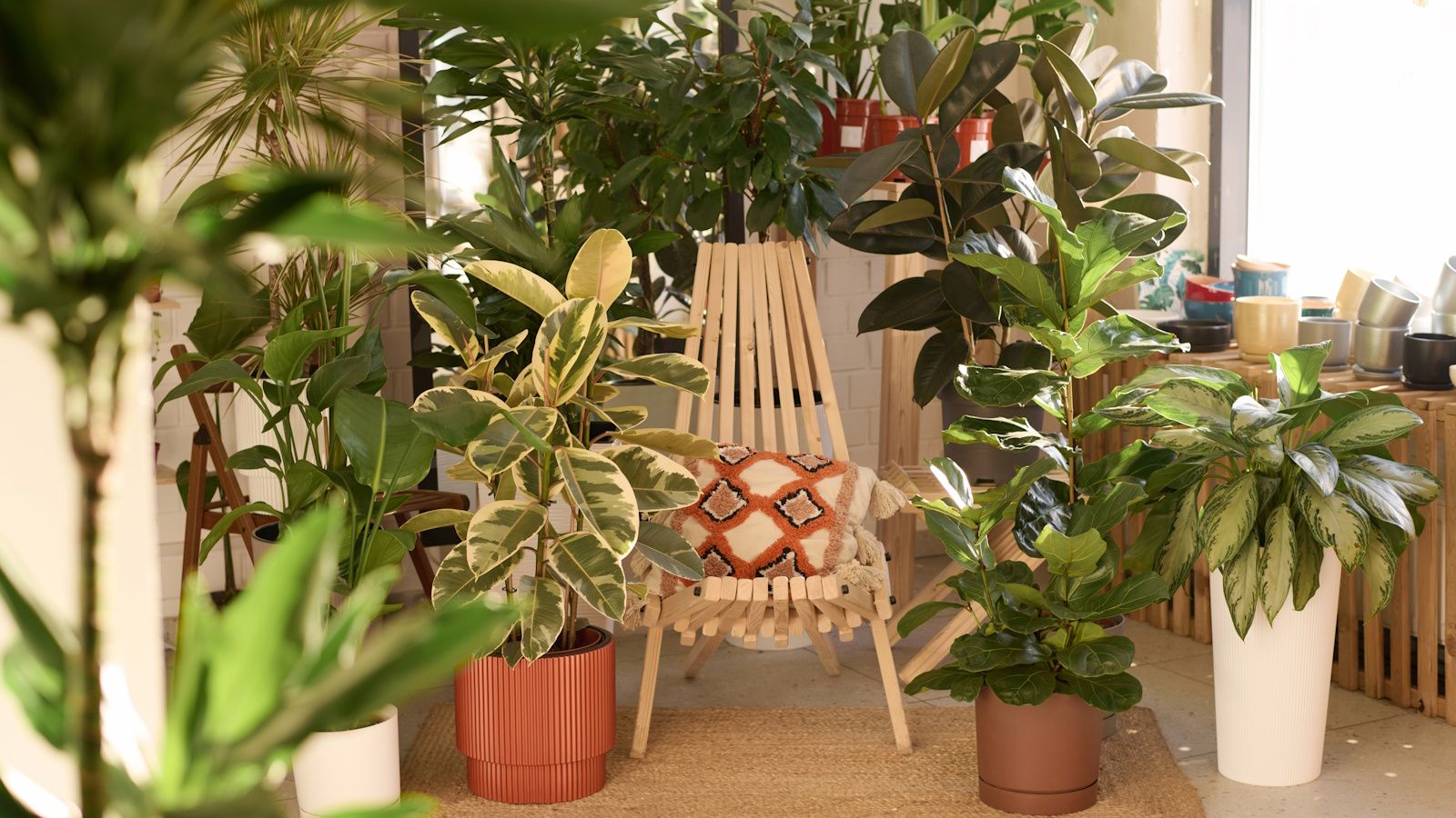How to get rid of a houseplant gnat infestation: 5 expert tips | Homes and  Gardens