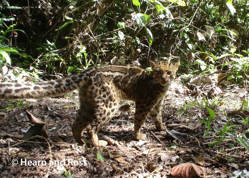 Photos The Secret Lives of Borneo's Mysterious Marbled Cats Live Science