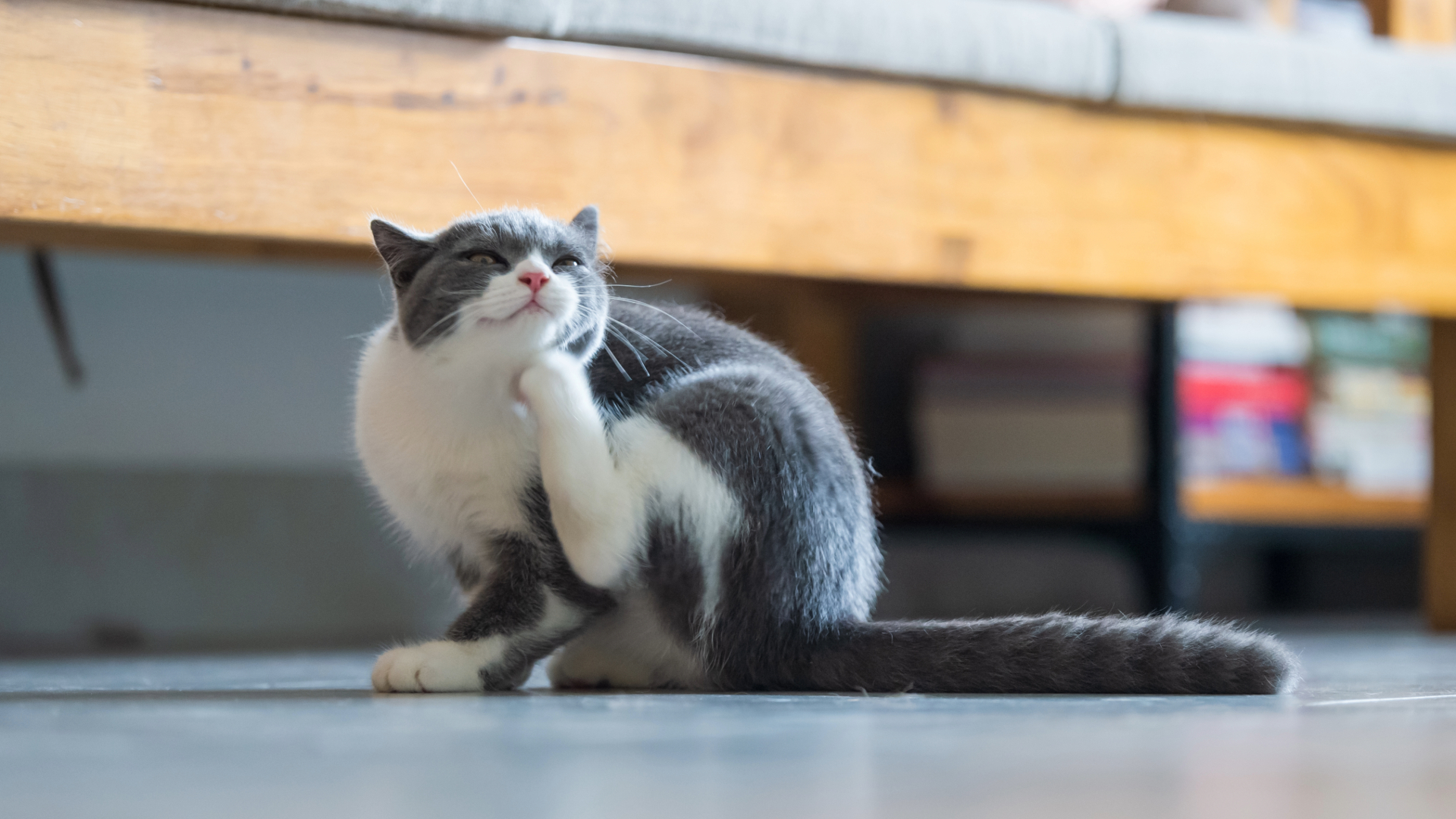 Cat itching itself with hind leg indoors