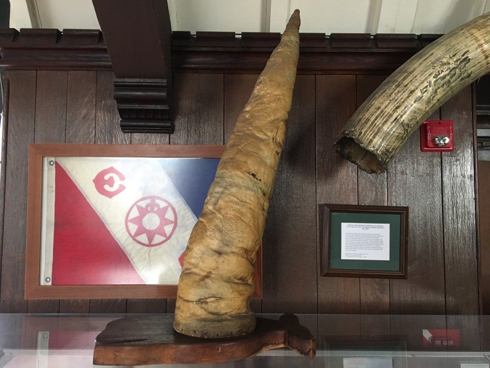 A sperm whale penis, mounted and stuffed, at the Explorers Club headquarters in New York City.