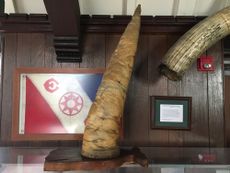 A sperm whale penis, mounted and stuffed, at the Explorers Club headquarters in New York City.