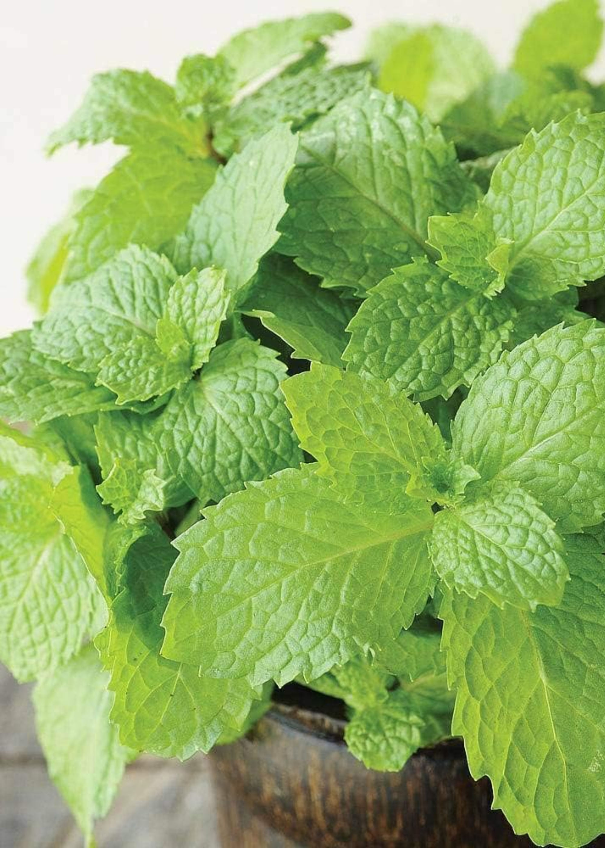 A close-up of a mint plant