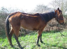 Mare-named-Pollyanna-by-Horse-Trust-staff.jpg