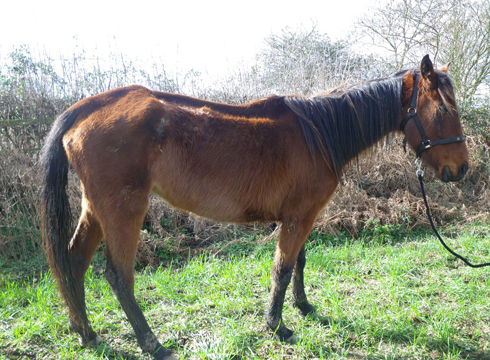 Mare-named-Pollyanna-by-Horse-Trust-staff.jpg