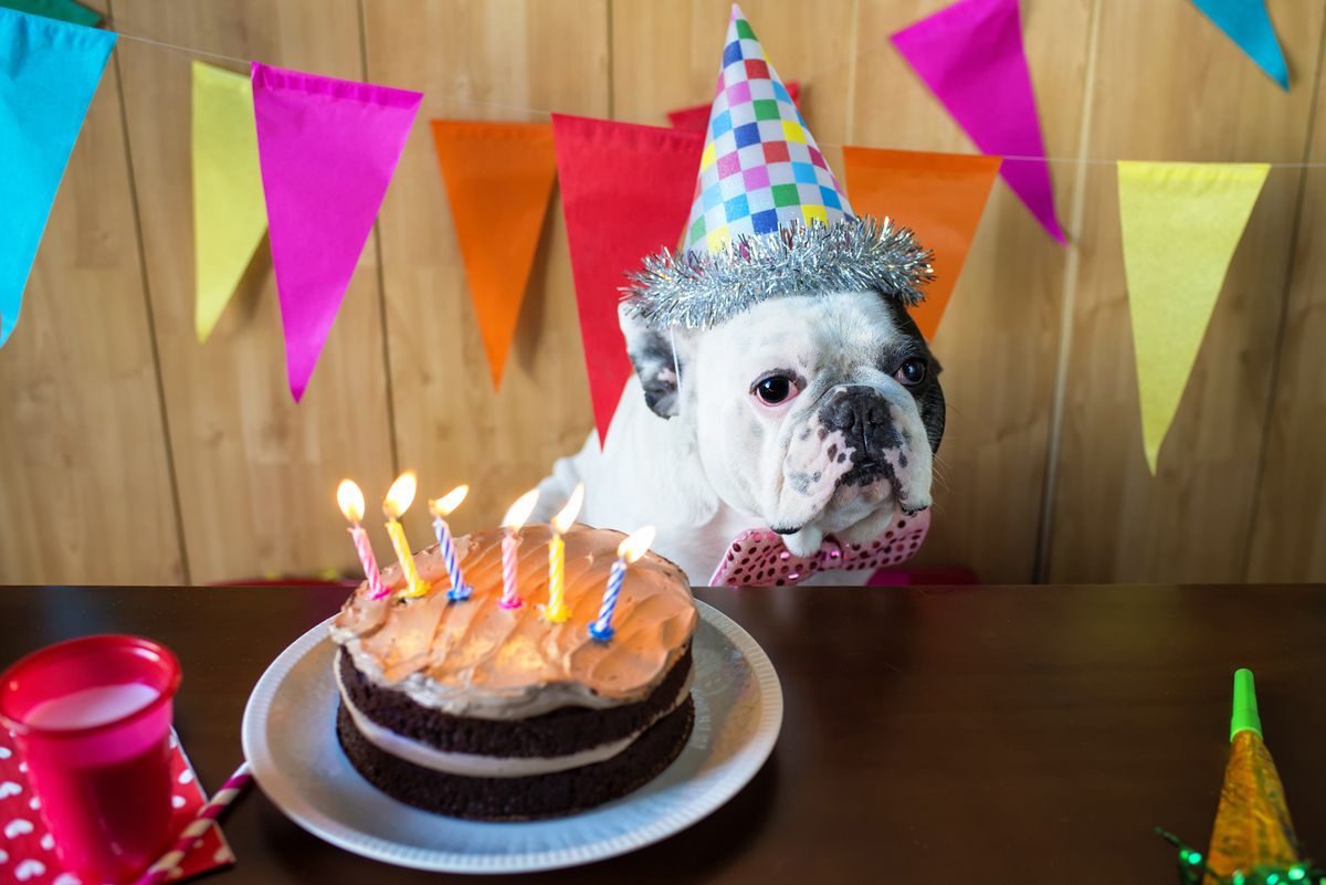 Dog birthday party