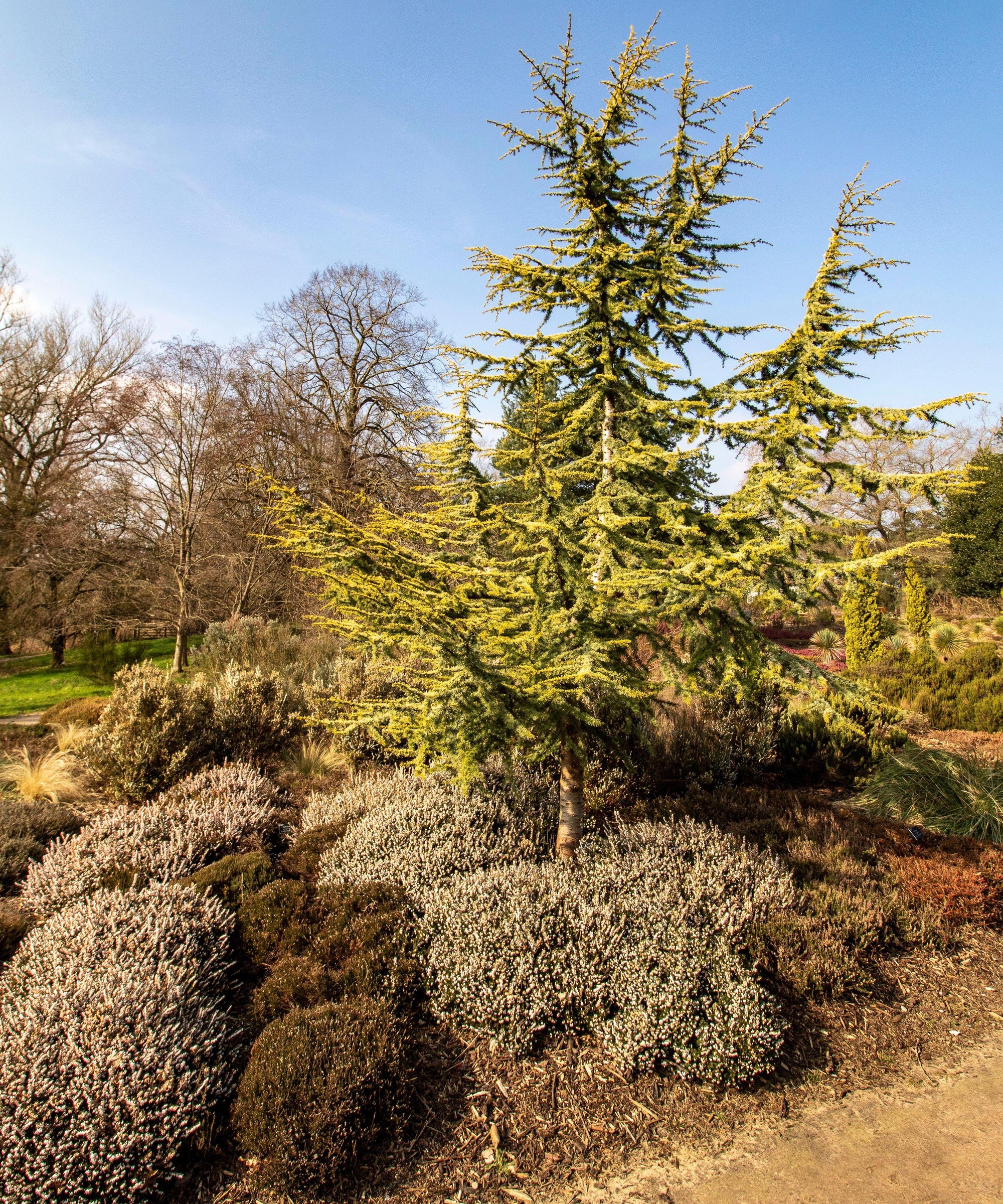 Cedar tree in a dry-looking garden