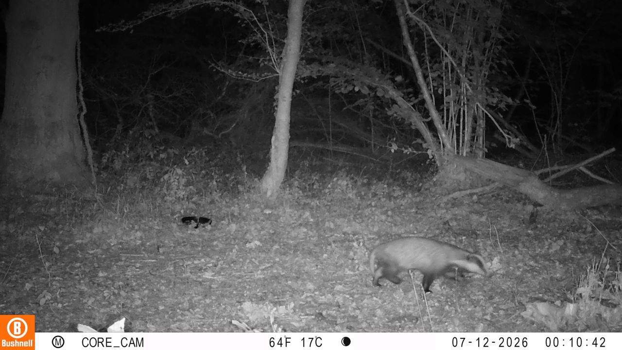 Sample images from the Bushnell Core S-4K No Glow trail camera