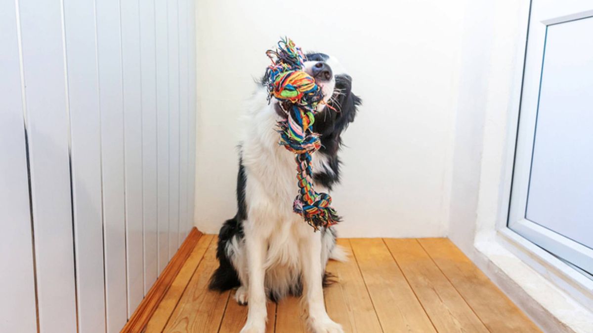 Why do dogs bring you toys and other gifts? PetsRadar