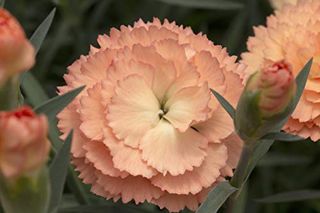 Dianthus Supertrouper with Orange Flowers