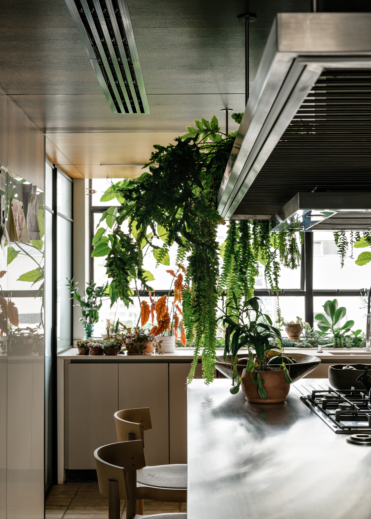A kitchen with potted houseplants and hanging vines