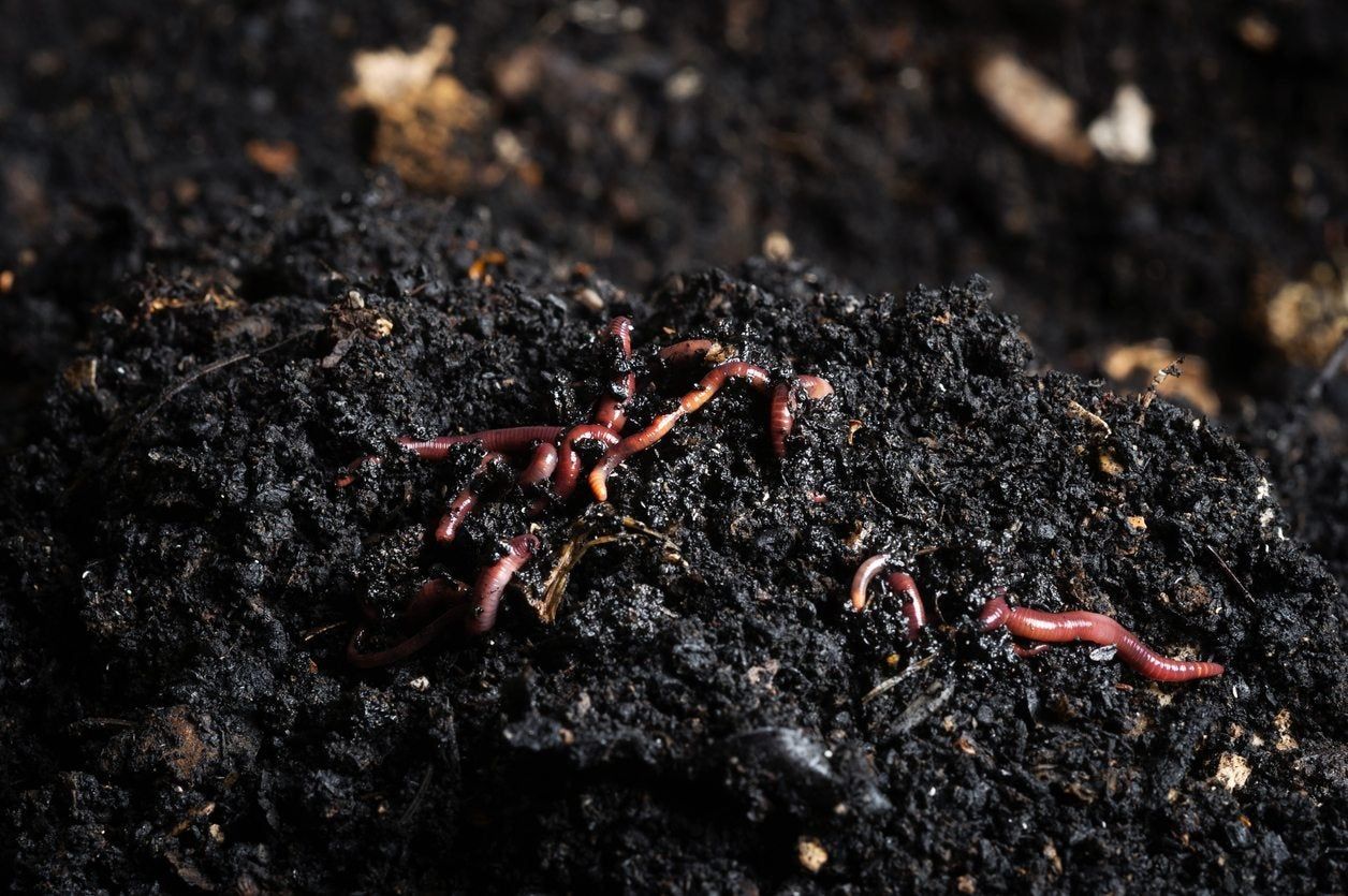 Worm Beds In Garden Soil