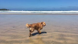 Monty playing on the beach