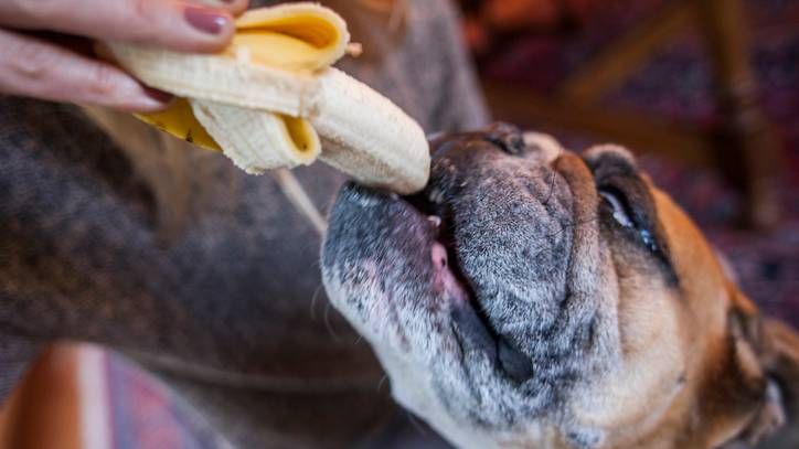 can dogs eat bananas