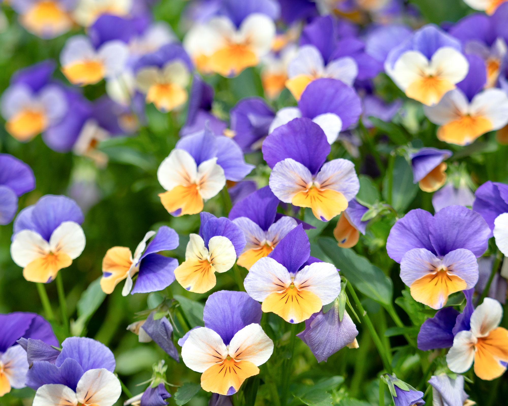 viola flowers
