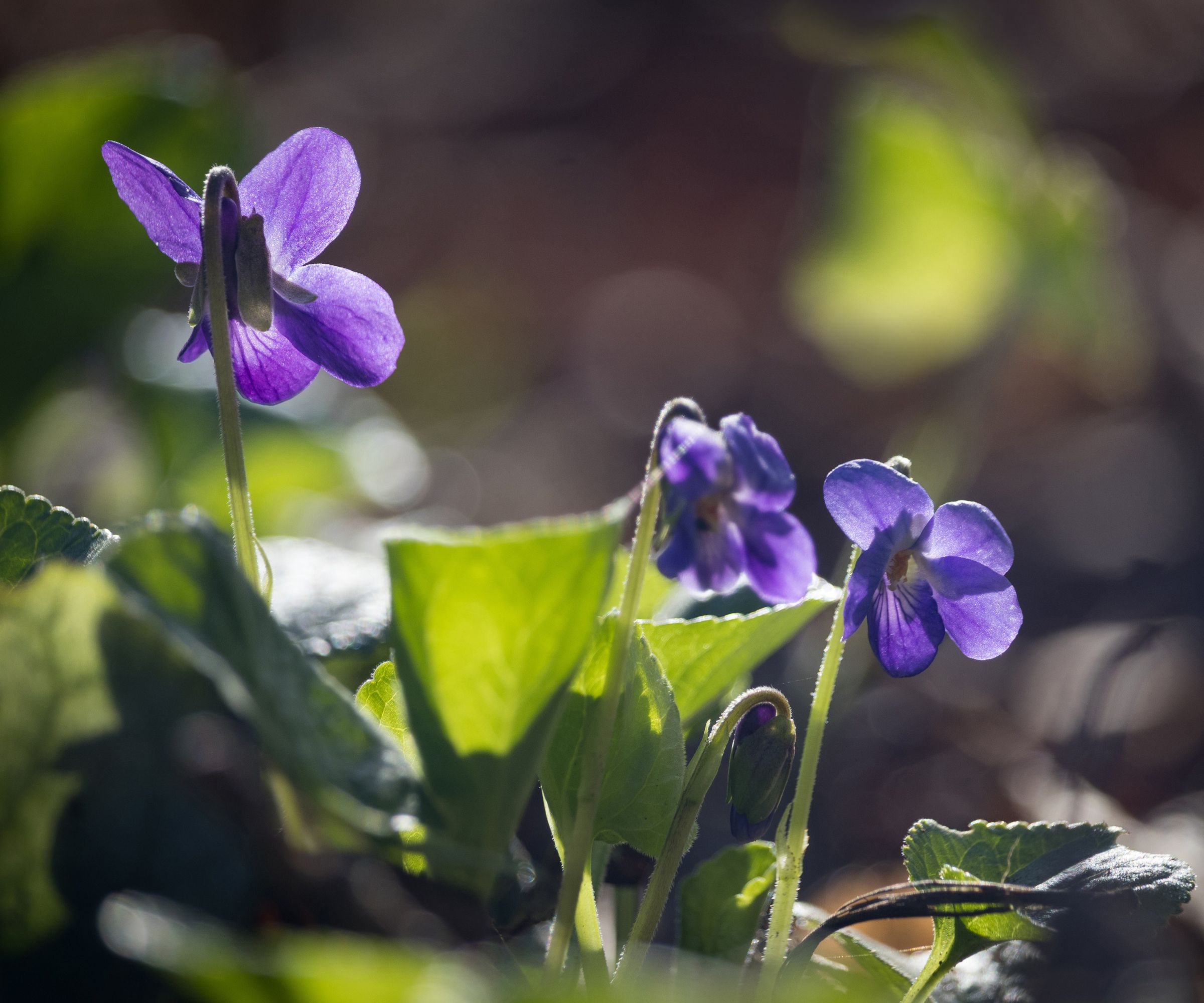 The lovely deep purple flowers of Viola sororia, also known as the common blue violet, or wood violet, backlit, growing in a shady woodland setting. Copy space to the right.