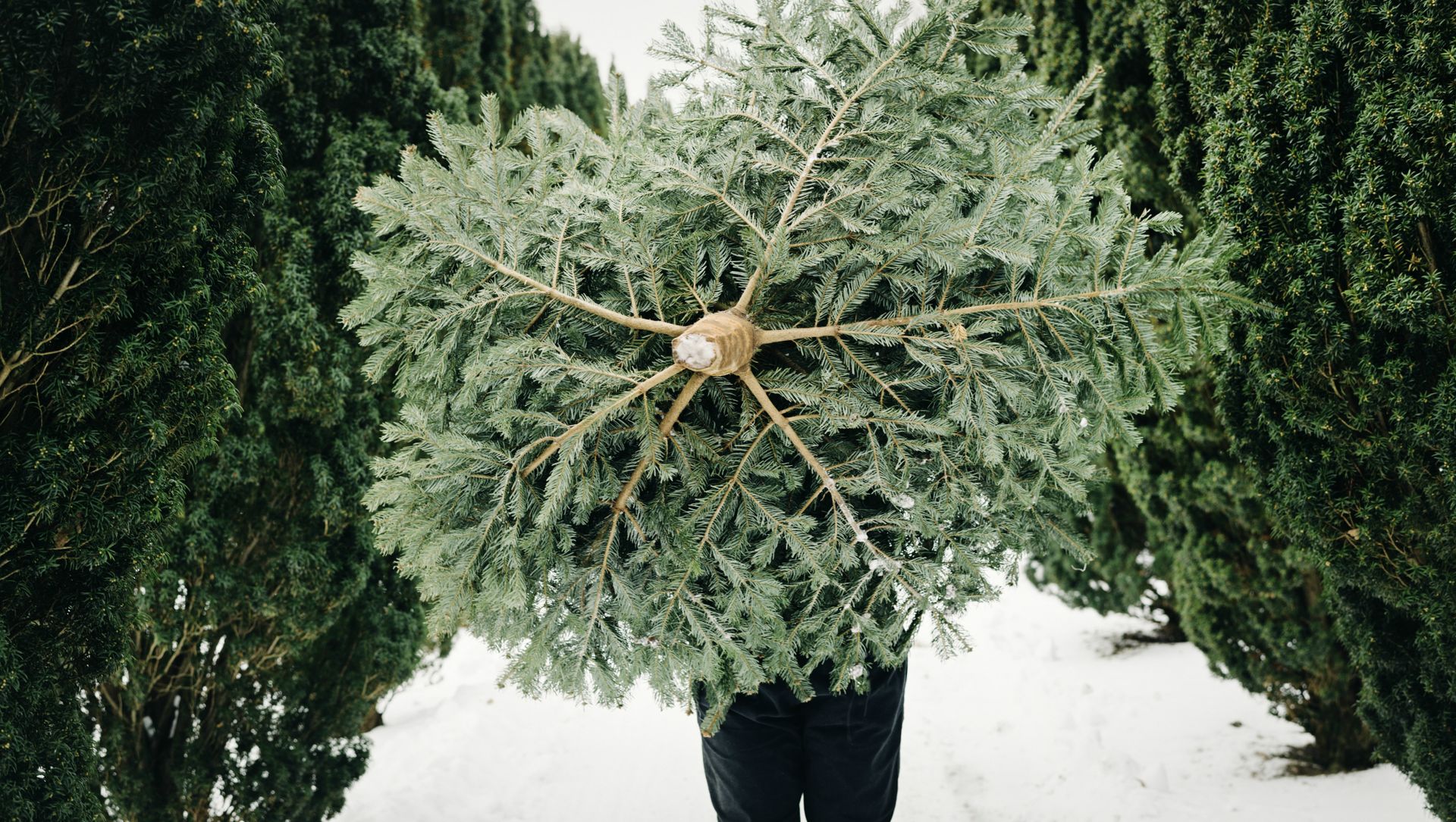 sustainable Christmas ideas
