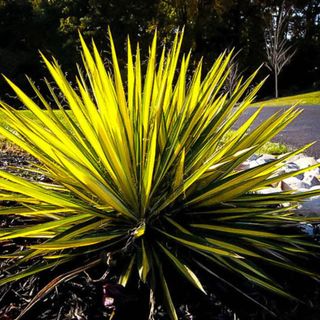 Color Guard yucca outside in plant bed