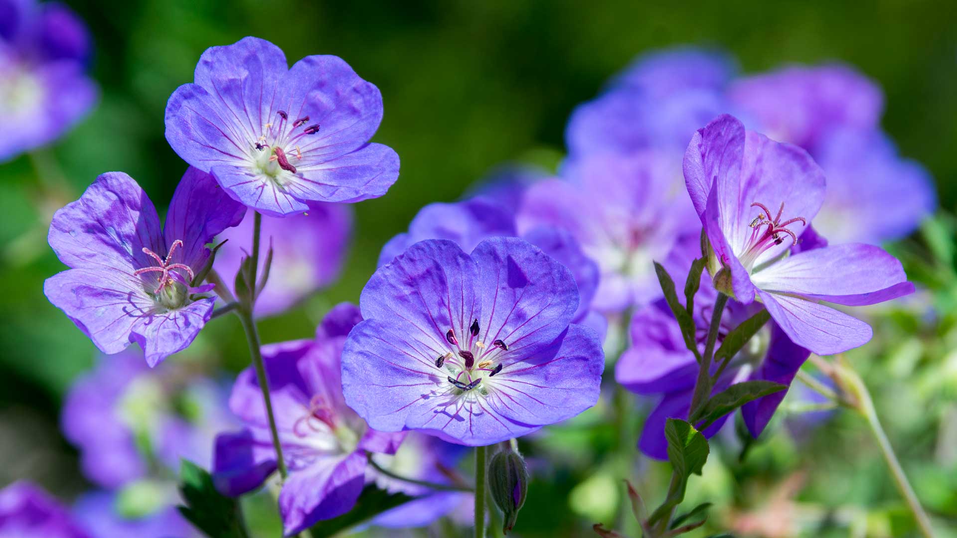"Rozanne" geranium flowers close-up