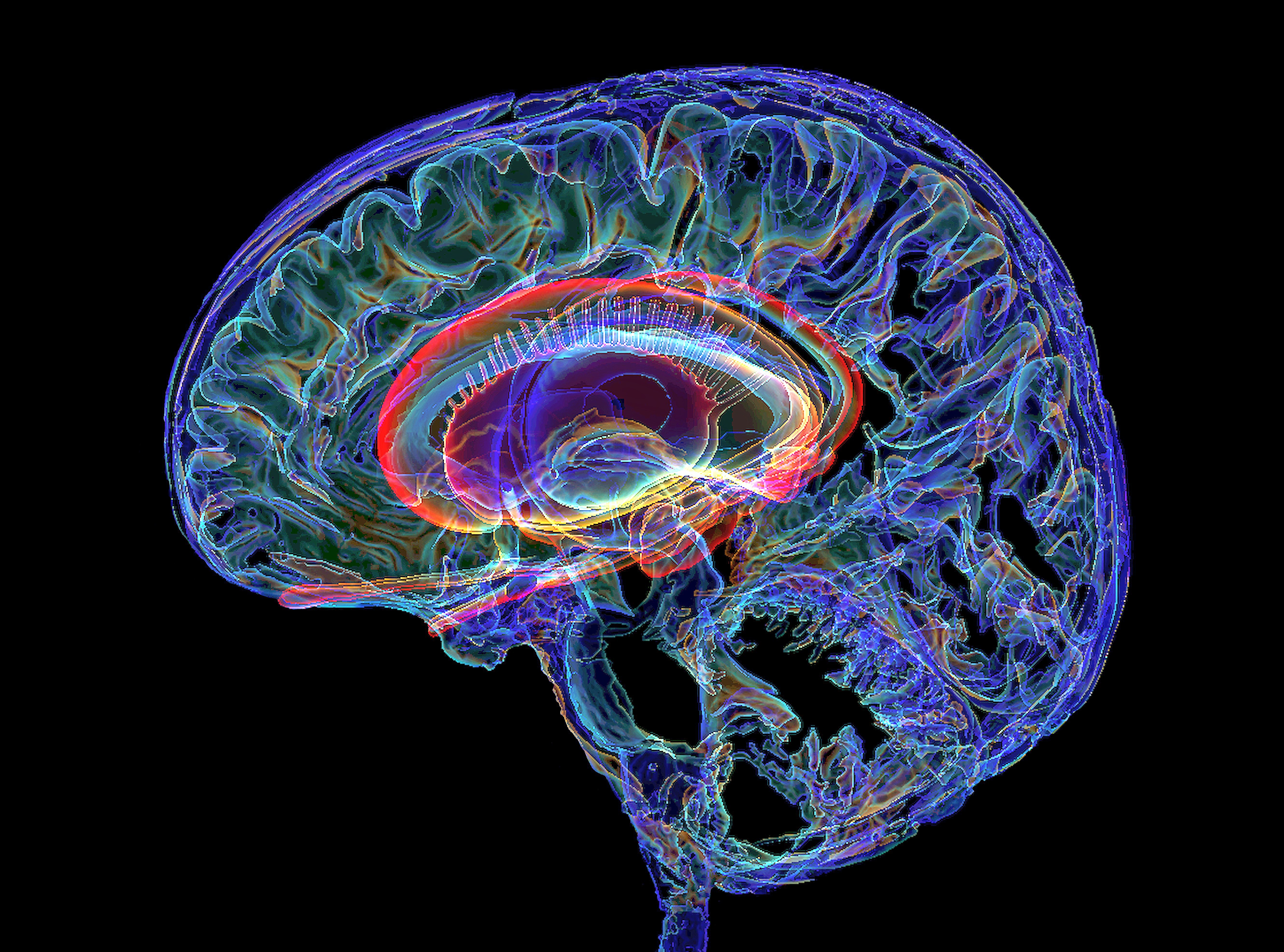 Human brain and limbic system, 3D image based on magnetic resonance imaging (MRI) scans. This semi-transparent left side sectioned view shows the limbic system (center) within the human brain. The brain structures include the caudate nucleus, basal ganglia, thalamus, amygdala, and hippocampus. The optic nerve and olfactory tract are also shown.